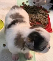 AKC Longcoat Boy , a male Chihuahua for sale in Canton, TX – 4 of 10