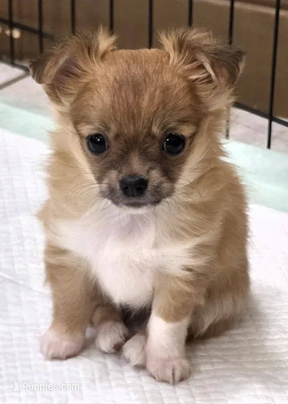 AKC Longcoat Chihuahua Girl  – Chihuahua puppy for sale in Canton, TX