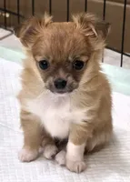 AKC Longcoat Chihuahua Girl , a female Chihuahua for sale in Canton, TX – 1 of 10