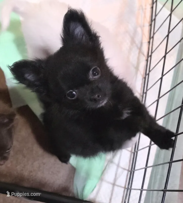 AKC Longcoat chihuahua boy  – Chihuahua puppy for sale in Canton, TX