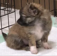 AKC Longcoat Chihuahua Girl , a female Chihuahua for sale in Canton, TX – 5 of 10