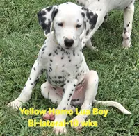 Dalmatian Yellow Boy, Lua, a male Dalmatian for sale in Canton, TX – 4 of 10