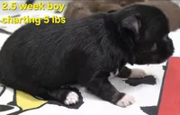 AKC LONGCOAT YELLOW BOY, a male Chihuahua for sale in Canton, TX – 1 of 9