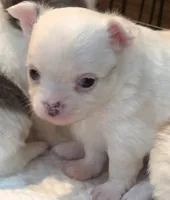 AKC Longcoat Chihuahua Boy , a male Chihuahua for sale in Canton, TX – 3 of 9