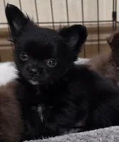 AKC Longcoat chihuahua boy , a male Chihuahua for sale in Canton, TX – 6 of 9
