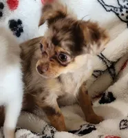 Longcoat merle Chihuahua Boy, a male Chihuahua for sale in Canton, TX – Photo 9 of 10