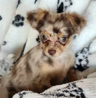 Longcoat merle Chihuahua Boy, a male Chihuahua for sale in Canton, TX – Photo 3 of 10