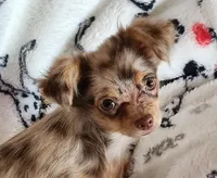 Longcoat merle Chihuahua Boy, a male Chihuahua for sale in Canton, TX – Photo 2 of 10