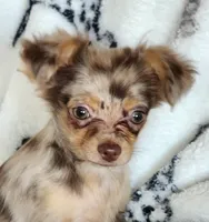 Longcoat merle Chihuahua Boy, a male Chihuahua for sale in Canton, TX – Photo 1 of 10