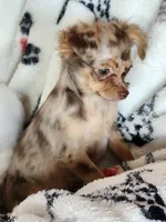 Longcoat merle Chihuahua Boy, a male Chihuahua for sale in Canton, TX – Photo 7 of 10