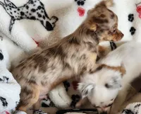 Longcoat merle Chihuahua Boy, a male Chihuahua for sale in Canton, TX – Photo 5 of 10