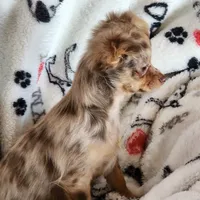 Longcoat merle Chihuahua Boy, a male Chihuahua for sale in Canton, TX – Photo 6 of 10