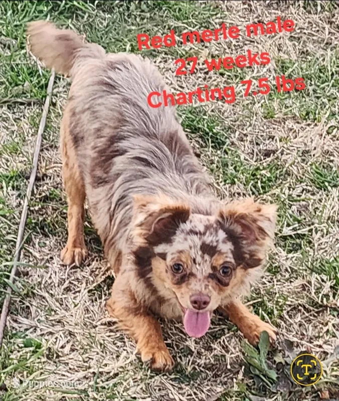 Longcoat merle Chihuahua Boy – Chihuahua puppy on hold in Canton, TX