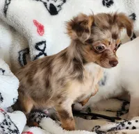 Longcoat merle Chihuahua Boy, a male Chihuahua for sale in Canton, TX – Photo 4 of 10