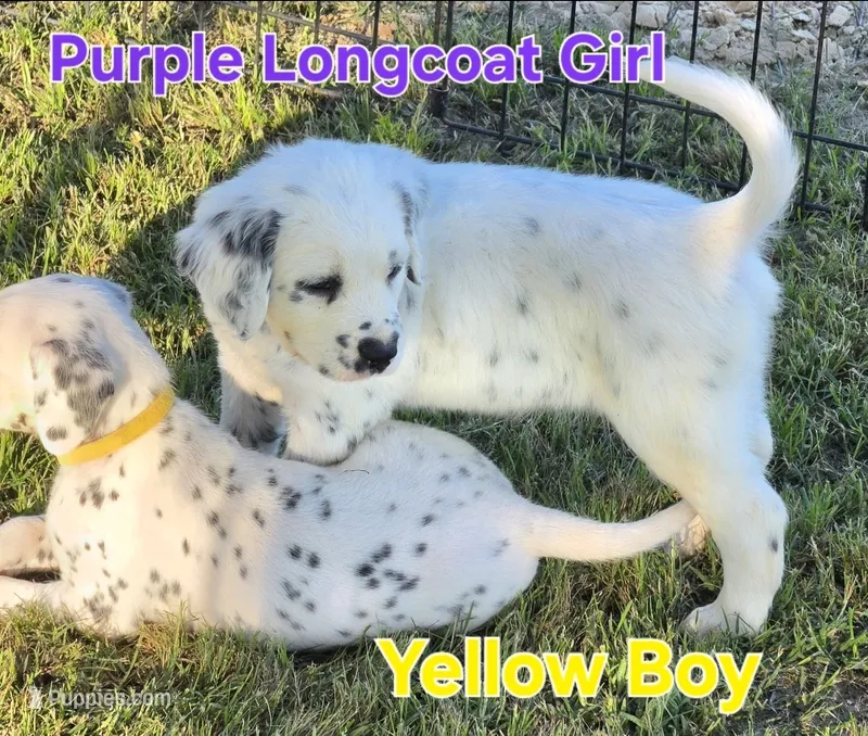 Dalmatian Longcoat Purple Girl,  Lua – Dalmatian puppy for sale in Canton, TX