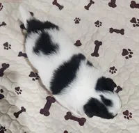 Thelma's Longcoat Boy1, a male Chihuahua for sale in Canton, TX – Photo 4 of 9