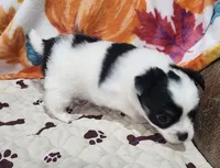 Thelma's Longcoat Boy1, a male Chihuahua for sale in Canton, TX – Photo 7 of 9