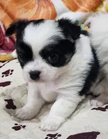 Thelma's Longcoat Boy1, a male Chihuahua for sale in Canton, TX – Photo 1 of 9