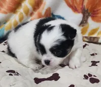 Thelma's Longcoat Boy1, a male Chihuahua for sale in Canton, TX – Photo 2 of 9