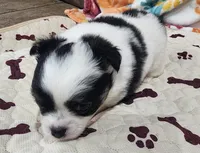 Thelma's Longcoat Boy1, a male Chihuahua for sale in Canton, TX – Photo 8 of 9