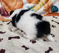 Thelma's Longcoat Boy1, a male Chihuahua for sale in Canton, TX – Photo 6 of 9