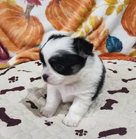 Thelma's Longcoat Boy1, a male Chihuahua for sale in Canton, TX – Photo 5 of 9