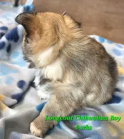 AKC LONGCOAT CHIHUAHUA GREEN BOY, a male Chihuahua for sale in Canton, TX – 3 of 10