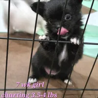 AKC Longcoat Chihuahua Girl , a female Chihuahua for sale in Canton, TX – 4 of 8