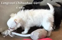 AKC Longcoat Thelma's Girl, a female Chihuahua for sale in Canton, TX – 3 of 10
