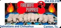 Longcoat Chihuahua Boy , a male Chihuahua for sale in Canton, TX – 9 of 10