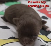 AKC LONGCOAT CHIHUAHUA RED BOY , a male Chihuahua for sale in Canton, TX – 7 of 9