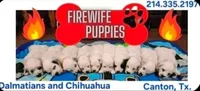 AKC Longcoat Boy , a male Chihuahua for sale in Canton, TX – 9 of 10