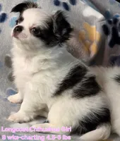 AKC Longcoat Girl Chihuahua , a female Chihuahua for sale in Canton, TX – 2 of 10