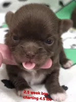 AKC LONGCOAT CHIHUAHUA RED BOY , a male Chihuahua for sale in Canton, TX – 5 of 9