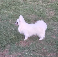 Longcoat Chihuahua Boy , a male Chihuahua for sale in Canton, TX – 3 of 10