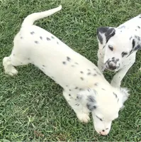 Dalmatian Longcoat Lua Green Boy, a male Dalmatian for sale in Canton, TX – 8 of 10