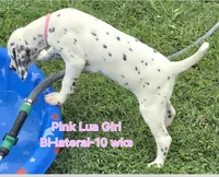 Dalmatian Pink Girl, Lua, a female Dalmatian for sale in Canton, TX – 8 of 10