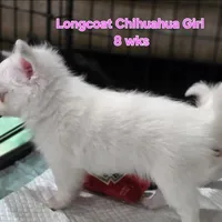 AKC Longcoat Chihuahua Girl , a female Chihuahua for sale in Canton, TX – 3 of 10