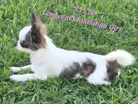 AKC Longcoat Girl Chihuahua , a female Chihuahua for sale in Canton, TX – 4 of 10