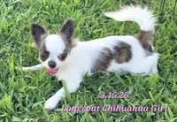 AKC Longcoat Girl Chihuahua , a female Chihuahua for sale in Canton, TX – 5 of 10