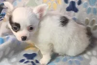 AKC Longcoat Chihuahua Girl , a female Chihuahua for sale in Canton, TX – 8 of 10