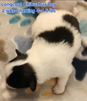 AKC Longcoat Chihuahua, black and white boy, a male Chihuahua for sale in Canton, TX – Photo 6 of 10