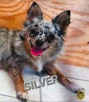 AKC Longcoat Chihuahua, black and white boy, a male Chihuahua for sale in Canton, TX – Photo 7 of 10