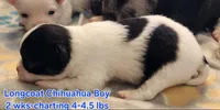 AKC Longcoat Chihuahua, black and white boy, a male Chihuahua for sale in Canton, TX – Photo 4 of 10
