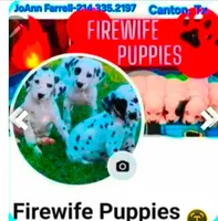 AKC Longcoat Chihuahua, black and white boy, a male Chihuahua for sale in Canton, TX – Photo 10 of 10