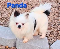 AKC Longcoat Chihuahua, black and white boy, a male Chihuahua for sale in Canton, TX – Photo 8 of 10