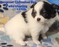 AKC Longcoat Chihuahua, black and white boy, a male Chihuahua for sale in Canton, TX – 2 of 8