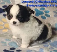 AKC Longcoat Chihuahua, black and white boy, a male Chihuahua for sale in Canton, TX – 1 of 8