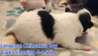 AKC Longcoat Chihuahua, black and white boy, a male Chihuahua for sale in Canton, TX – Photo 5 of 10