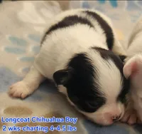 AKC Longcoat Chihuahua, black and white boy, a male Chihuahua for sale in Canton, TX – Photo 3 of 10